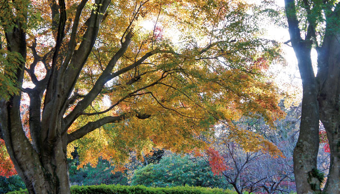 丸山公園